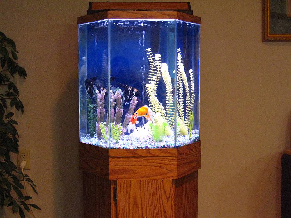Image is about 55 Gallon Fish Tank Filter.