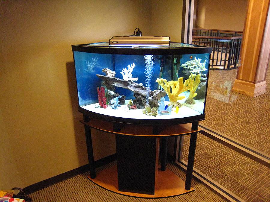 Verfijnen Vet kassa Fish Aquarium Gallery of Aquatic Designs | Aquarium Maintenance | Grand  Forks, ND